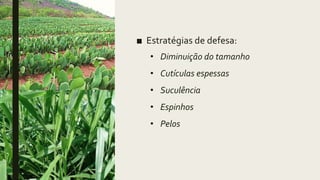 ■ Estratégias de defesa:
• Diminuição do tamanho
• Cutículas espessas
• Suculência
• Espinhos
• Pelos
 