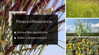 Flores e inflorescência
■ Inicia a fase reprodutiva
■ Sobre o último entrenó
 