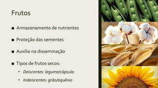 Frutos
■ Armazenamento de nutrientes
■ Proteção das sementes
■ Auxílio na disseminação
■ Tipos de frutos secos:
• Deiscentes: legume/cápsula
• Indeiscentes: grão/aquênio
 