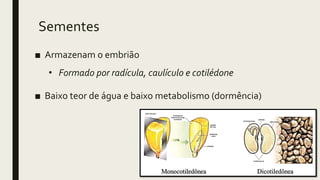 Sementes
■ Armazenam o embrião
• Formado por radícula, caulículo e cotilédone
■ Baixo teor de água e baixo metabolismo (dormência)
 