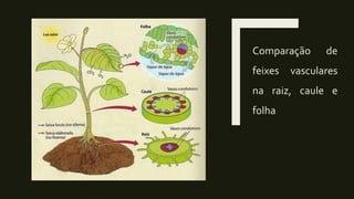 Comparação de
feixes vasculares
na raiz, caule e
folha
 