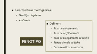 ■ Características morfogênicas:
• Genótipo da planta
• Ambiente
■ Definem:
• Taxa de alongamento
• Taxa de perfilhamento
• Taxa de alongamento de colmo
• Tempo de vida da folha
• Características estruturais
FENÓTIPO
 