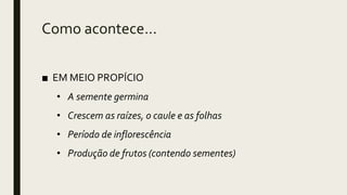 Como acontece...
■ EM MEIO PROPÍCIO
• A semente germina
• Crescem as raízes, o caule e as folhas
• Período de inflorescência
• Produção de frutos (contendo sementes)
 