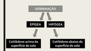 GERMINAÇÃO
EPÍGEA HIPÓGEA
Cotilédone acima da
superfície do solo
Cotilédone abaixo da
superfície do solo
 