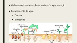 ■ O desenvolvimento da planta inicia após a germinação
■ Fornecimento de água:
• Osmose
• Embebição
 