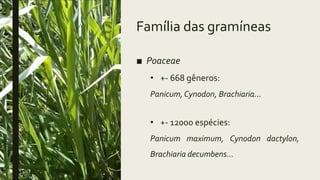 Família das gramíneas
■ Poaceae
• +- 668 gêneros:
Panicum,Cynodon, Brachiaria...
• +- 12000 espécies:
Panicum maximum, Cynodon dactylon,
Brachiaria decumbens...
 