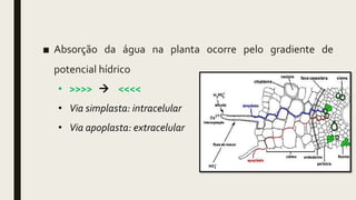 ■ Absorção da água na planta ocorre pelo gradiente de
potencial hídrico
• >>>>  <<<<
• Via simplasta: intracelular
• Via apoplasta: extracelular
 