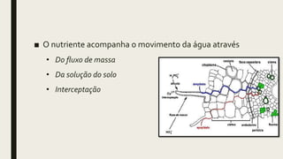 ■ O nutriente acompanha o movimento da água através
• Do fluxo de massa
• Da solução do solo
• Interceptação
 