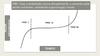 TEMPO
ÁGUA
ABSORVIDA
Fase I: Embebição, processo físico por diferença de potencial
hídrico entre a semente e o meio
Fase II: Transporte das substâncias quebradas na fase I, do
tecido de reserva para o tecido meristemático
Fase III: Substâncias transportadas na fase II se reorganizam para
formar a parece celular e o embrião começa a desenvolver
OBS: Caso a embebição ocorra abruptamente, a semente pode
perder nutrientes, retardando a germinação / morte
 