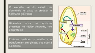 O embrião sai do estado de
dormência e passa a produzir o
hormânio giberelina
Giberelina ativa as enzimas
presentes no tecido aleurona, rico
em proteína
Enzimas quebram o amido e o
transformam em glicose, que nutrirá
o embrião
 
