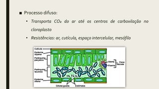 ■ Processo difuso:
• Transporta CO2 do ar até os centros de carboxilação no
cloroplasto
• Resistências: ar, cutícula, espaço intercelular, mesófilo
 