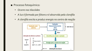 ■ Processo fotoquímico:
• Ocorre nos tilacóides
• A luz é formada por fótons e é absorvida pela clorofila
• A clorofila excita e produz energia no centro de reação
 