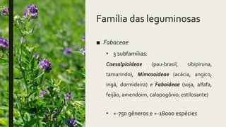 Família das leguminosas
■ Fabaceae
• 3 subfamílias:
Caesalpioideae (pau-brasil, sibipiruna,
tamarindo), Mimosoideae (acácia, angico,
ingá, dormideira) e Faboideae (soja, alfafa,
feijão, amendoim, calopogônio, estilosante)
• +-750 gêneros e +-18000 espécies
 