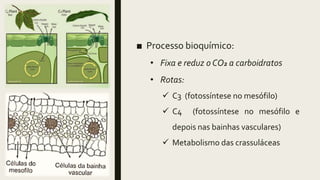 ■ Processo bioquímico:
• Fixa e reduz o CO2 a carboidratos
• Rotas:
 C3 (fotossíntese no mesófilo)
 C4 (fotossíntese no mesófilo e
depois nas bainhas vasculares)
 Metabolismo das crassuláceas
 