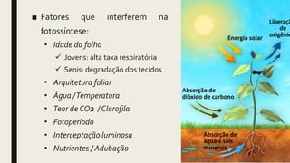 ■ Fatores que interferem na
fotossíntese:
• Idade da folha
 Jovens: alta taxa respiratória
 Senis: degradação dos tecidos
• Arquitetura foliar
• Água /Temperatura
• Teor de CO2 / Clorofila
• Fotoperíodo
• Interceptação luminosa
• Nutrientes / Adubação
 