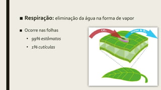 ■ Respiração: eliminação da água na forma de vapor
■ Ocorre nas folhas
• 99% estômatos
• 1% cutículas
 