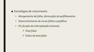 ■ Estratégias de crescimento:
• Alongamento de folha, diminuição do perfilhamento
• Desenvolvimento de novas folhas e perfilhos
• Em função da interceptação luminosa
 Área foliar
 Índice de área foliar
 