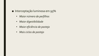 ■ Interceptação luminosa em 95%
• Maior número de perfilhos
• Maior digestibilidade
• Maior eficiência de pastejo
• Mais ciclos de pastejo
 
