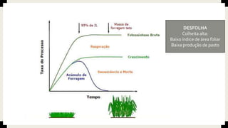 DESFOLHA
Colheita alta:
Baixo índice de área foliar
Baixa produção de pasto
 