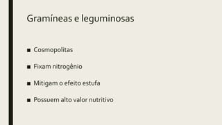 Gramíneas e leguminosas
■ Cosmopolitas
■ Fixam nitrogênio
■ Mitigam o efeito estufa
■ Possuem alto valor nutritivo
 