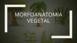 MORFOANATOMIA
VEGETAL
 