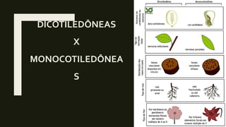 DICOTILEDÔNEAS
X
MONOCOTILEDÔNEA
S
 
