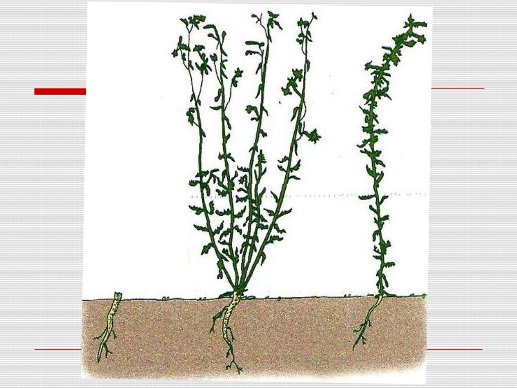 ecofisiologia vegetal walter larcher pdf free ecofisiologia vegetal walter larcher pdf free