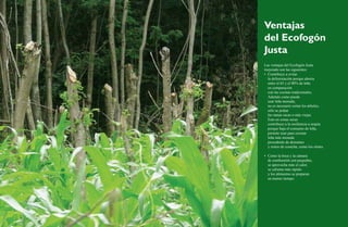 Ventajas 
del Ecofogón 
Justa 
Las ventajas del Ecofogón Justa 
mejorado son las siguientes: 
• Contribuye a evitar 
la deforestación porque ahorra 
entre el 65 y el 80% de leña 
en comparación 
con las cocinas tradicionales. 
Además como puede 
usar leña menuda, 
no es necesario cortar los árboles, 
sólo se podan 
las ramas secas o más viejas. 
Esto en zonas secas 
contribuye a la resiliencia a sequía 
porque baja el consumo de leña, 
permite usar para cocinar 
leña más menuda 
procedente de desrames 
y restos de cosecha, como los olotes. 
• Como la boca y la cámara 
de combustión son pequeñas, 
se aprovecha más el calor, 
se calienta más rápido 
y los alimentos se preparan 
en menos tiempo. 
24 Ecofogones y hornos ecológicos. Una alternativa frente a la sequía 25 
 