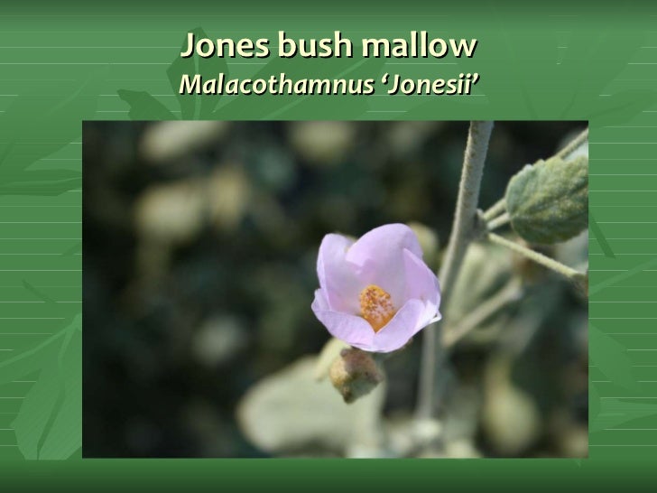 EcoFriendly Landscaping at SMaRT Station