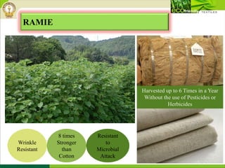 RAMIE
Wrinkle
Resistant
8 times
Stronger
than
Cotton
Resistant
to
Microbial
Attack
Harvested up to 6 Times in a Year
Without the use of Pesticides or
Herbicides
 