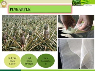 PINEAPPLE
Silky &
High
Luster
High
Tensile
Strength
Low
Elongatio
n
 