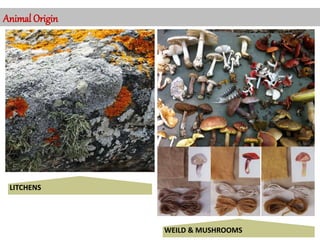 Animal Origin
LITCHENS
WEILD & MUSHROOMS
 