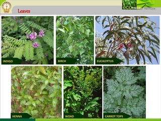 Leaves
BIRCH EUCALYPTUS
WOAD CARROT TOPSHENNA
INDIGO
 