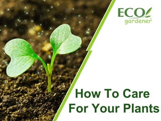 How To Care
For Your Plants
 