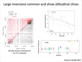 0.4

0.6

0.8

r2=0.34

0.2

Inversion	
  Frequency
Inversion Frequency

1.0

Large	
  inversions	
  common	
  and	
  show	
  alRtudinal	
  clines

0.0

edutitla neewteb pihsnoitaler a sa detneserp snoisrevni eerht fo senilc lanidutitlA 8S erugiF
hcihw rof sPNS fo rebmun a sa( ecnatsiD .noisrevni hcae nihtiw ecnatsid epytolpah dna
ytisrevid wol niam eht ni epytolpah latsid tsom eht morf epytolpah hcae fo )reffid yeht
)C dna m4vnI )B ,n1vIn )A .snoitalupop etacidni sroloC .sixa-y eht ni si puorg epytolpah
.d9vnI

Inv1n
600

800

1000

1200

1400

1600

Inversion	
  Frequency

Altitude (m)
AlRtude

Figure S4 LD in chromosome 9 among mexicana populations based on SNPs with minor
allele frequency >0.1.

LD plot of two inversions on
chr. 9 in mexicana

Inv9d

Inv9d

AlRtude
Figure S8 Altitudinal clines of three inversions presented as a relationship between altitude
and haplotype distance within each inversion. Distance (as a number of SNPs for which
they differ) of each haplotype from the most distal haplotype in the t	
  al.	
  Gene-cs	
  2012
Fang	
  e main low diversity
haplotype group is in the y-axis. Colors indicate populations. A) nIv1n, B) Inv4m and C)

 