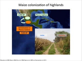 Maize	
  colonizaRon	
  of	
  highlands
6,000 BP

Mexico highland

domestication in
Mexico lowland
9,000 BP
maize

Photo	
  by	
  Pesach	
  Lubinsky

Matsuoka et al. 2002; Piperno 2006; Perry et al. 2006; Piperno et al. 2009; van Heerwaarden et al. 2011;

mexicana

 