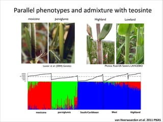 Parallel	
  phenotypes	
  and	
  admixture	
  with	
  teosinte
mexicana

parviglumis

Highland

Lowland

Photos: Ruairidh Sawers, LANGEBIO

Lauter et al. (2004) Genetics

	
  	
  	
  	
  	
  	
  	
  	
  	
  	
  	
  	
  	
  	
  	
  	
  	
  	
  	
  	
  	
  

2500
2000
m 1500
1000
500
0

mexicana

parviglumis

South/Caribbean

West

Highland

van	
  Heerwaarden	
  et	
  al.	
  2011	
  PNAS

 