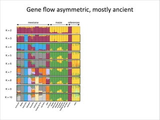 Gene	
  ﬂow	
  asymmetric,	
  mostly	
  ancient
mexicana
K=2
K=3

K=4

K=5
K=6

K=7
K=8

K=9
K = 10

maize

references

 