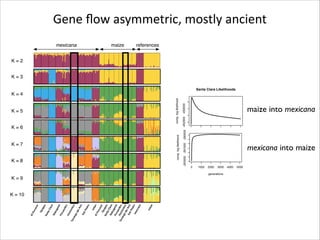 0

San Pedro Likelihoods
1000

2000

3000

4000

-411

c

-4125

c

B

5000

0

El Porvenir Likelihoods
1000

K=9

4000

0

1000

2000

3000

4000

5000

generations

1000

2000

3000

4000

1000

2000

3000

4000

5000

generations

1000

2000

3000

4000

-288000

-290000
-404500

3000

4000

5000

Tenango del Aire Likelihoods
1000

2000

3000

4000

5000

generations

Puruandiro Likelihoods

0

1000

2000

3000

4000

5000

generations

Puruandiro Likelihoods
0

1000

2000

3000

4000

5000

generations

mexicanaPorvenir Likelihoods
El into maize

San Pedro Likelihoods

0

2000

maize into mexicana

5000

generations

5000

generations

1000

0

Santa Clara Likelihoods
0

-406500

5000

Santa Clara Likelihoods

0

-294500

3000

-296500
-418500

2000

4000

Tenango del Aire Likelihoods

-420000

1000

generations

0

K = 10

comp. log likelihood
comp. log likelihood

-254000

-444000
-255500
-447000

Nabogame Likelihoods
0

3000

generations

-288000 -286000 -284000

K=8

generations

5000

-290000

B

5000

0

1000

2000

3000

4000

5000

generations

0

1000

2000

3000

4000

5000

-290000
00

generations

Nabogame Likelihoods
. log likelihood

generations

Tenango del Aire Likelihoods

-294500

K=7

comp. log likelihood
comp. log likelihood

K=6

4000

comp. log likelihood
comp. log likelihood

K=5

3000

. log likelihood

K=4

2000

comp. log likelihood
comp. log likelihood

comp. log likelihood
comp. log likelihood

K=3

1000

-290000

K=2

0

-292000

references

-254000
-293000 -291500 -290000 -452000 -450000

maize

Nabogame Likelihoods

-255500

mexicana

comp. log likelihood
comp. log likelihood

Gene	
  ﬂow	
  asymmetric,	
  mostly	
  ancient
generations

2000

 
