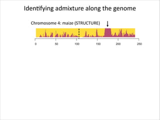 IdenRfying	
  admixture	
  along	
  the	
  genome
Chromosome	
  4:	
  maize	
  (STRUCTURE)

0

50

100

150

200

250

 