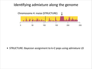 IdenRfying	
  admixture	
  along	
  the	
  genome
Chromosome	
  4:	
  maize	
  (STRUCTURE)

0

50

100

150

200

250

• STRUCTURE:	
  Bayesian	
  assignment	
  to	
  k=2	
  pops	
  using	
  admixture	
  LD

 