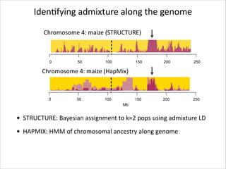 IdenRfying	
  admixture	
  along	
  the	
  genome
Chromosome	
  4:	
  maize	
  (STRUCTURE)

0

50

100

150

200

250

150

200

250

Chromosome	
  4:	
  maize	
  (HapMix)

0

50

100
Mb

• STRUCTURE:	
  Bayesian	
  assignment	
  to	
  k=2	
  pops	
  using	
  admixture	
  LD
• HAPMIX:	
  HMM	
  of	
  chromosomal	
  ancestry	
  along	
  genome

 