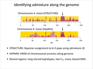 IdenRfying	
  admixture	
  along	
  the	
  genome
Chromosome	
  4:	
  maize	
  (STRUCTURE)

0

50

100

150

200

250

150

200

250

Chromosome	
  4:	
  maize	
  (HapMix)

0

50

100
Mb

• STRUCTURE:	
  Bayesian	
  assignment	
  to	
  k=2	
  pops	
  using	
  admixture	
  LD
• HAPMIX:	
  HMM	
  of	
  chromosomal	
  ancestry	
  along	
  genome
• Shared	
  regions:	
  long	
  shared	
  haplotypes,	
  low	
  FST,	
  many	
  shared	
  SNPs

 