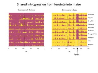 Shared	
  introgression	
  from	
  teosinte	
  into	
  maize
El Porvenir
Opopeo
Santa Clara
Nabogame
Puruandiro
Xochimilco
Tenango del Aire
San Pedro
Ixtlan
Allopatric

Inv4n

 