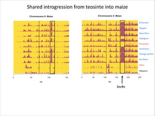 Shared	
  introgression	
  from	
  teosinte	
  into	
  maize
El Porvenir
Opopeo
Santa Clara
Nabogame
Puruandiro
Xochimilco
Tenango del Aire
San Pedro
Ixtlan
Allopatric

Inv4n

 