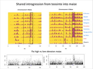 Shared	
  introgression	
  from	
  teosinte	
  into	
  maize
El Porvenir
Opopeo
Santa Clara
Nabogame
Puruandiro
Xochimilco
Tenango del Aire
San Pedro
Ixtlan
Allopatric

Fst high vs. low elevation maize

 