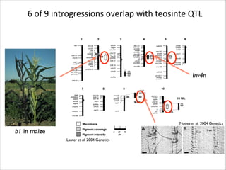 6	
  of	
  9	
  introgressions	
  overlap	
  with	
  teosinte	
  QTL

Inv4n

Moose et al. 2004 Genetics	


b1 in maize
Lauter et al. 2004 Genetics	


 