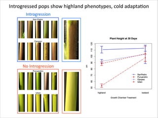 Introgressed	
  pops	
  show	
  highland	
  phenotypes,	
  cold	
  adaptaRon
Introgression

No	
  Introgression

 