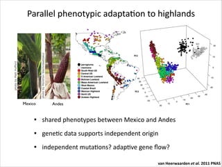 differences between lowland and highland maize in terms of
heterozygosity and differentiation from parviglumis (Fig. S3).
Structure analysis (21) of all Mexican accessions lends support
for this magnitude of introgression (Fig. 2). The three subspecies
form clearly separated clusters, but evidence of admixture is

the West Mexico group as the most ancestral population (Fig.
To mitigate the impact of introgression, we used a sli
modiﬁed approach that excludes both parviglumis and mexi
and calculates genetic drift with respect to ancestral freque
inferred from domesticated maize alone. Because the ge

photo by Matt Hufford

photo by Monthon Wachirasettakul

Parallel	
  phenotypic	
  adaptaRon	
  to	
  highlands

Mexico

Andes
Fig. 1. (A) Map of sampled maize accessions colored by genetic group. (B) First three genetic PCs of all sampled accessions.

• shared	
  phenotypes	
  between	
  Mexico	
  and	
  Andes	
  

PNAS | January 18, 2011 | vol. 108 | no. 3 |

van Heerwaarden et al.

• geneRc	
  data	
  supports	
  independent	
  origin	
  
• independent	
  mutaRons?	
  adapRve	
  gene	
  ﬂow?
van	
  Heerwaarden	
  et	
  al.	
  2011	
  PNAS

 