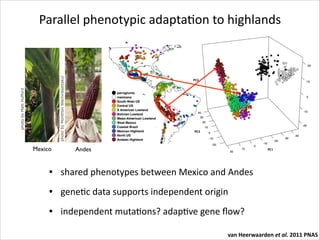 differences between lowland and highland maize in terms of
heterozygosity and differentiation from parviglumis (Fig. S3).
Structure analysis (21) of all Mexican accessions lends support
for this magnitude of introgression (Fig. 2). The three subspecies
form clearly separated clusters, but evidence of admixture is

the West Mexico group as the most ancestral population (Fig.
To mitigate the impact of introgression, we used a sli
modiﬁed approach that excludes both parviglumis and mexi
and calculates genetic drift with respect to ancestral freque
inferred from domesticated maize alone. Because the ge

photo by Matt Hufford

photo by Monthon Wachirasettakul

Parallel	
  phenotypic	
  adaptaRon	
  to	
  highlands

Mexico

Andes
Fig. 1. (A) Map of sampled maize accessions colored by genetic group. (B) First three genetic PCs of all sampled accessions.

• shared	
  phenotypes	
  between	
  Mexico	
  and	
  Andes	
  

PNAS | January 18, 2011 | vol. 108 | no. 3 |

van Heerwaarden et al.

• geneRc	
  data	
  supports	
  independent	
  origin	
  
• independent	
  mutaRons?	
  adapRve	
  gene	
  ﬂow?
van	
  Heerwaarden	
  et	
  al.	
  2011	
  PNAS

 
